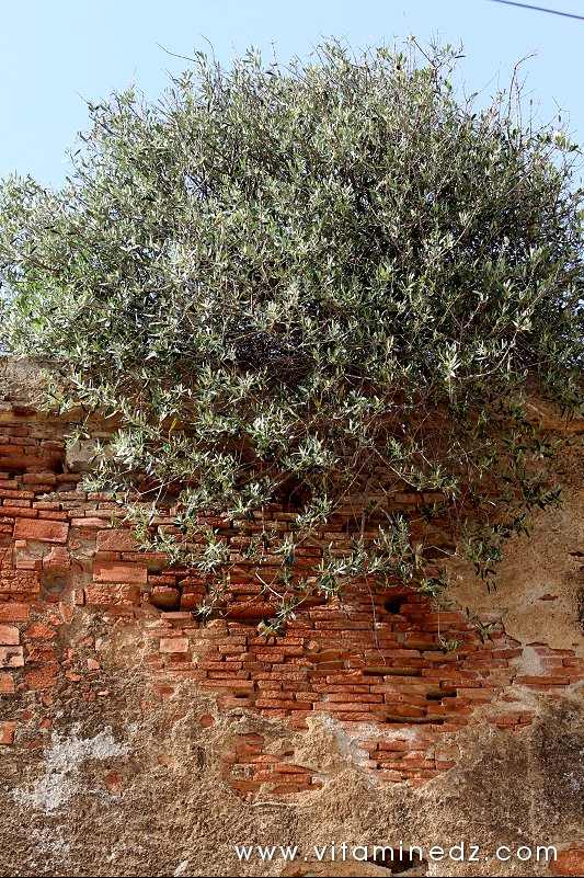 Petit olivier prenant racine dans la toiture de Bab El Bhar au vieux quartier de Tenes