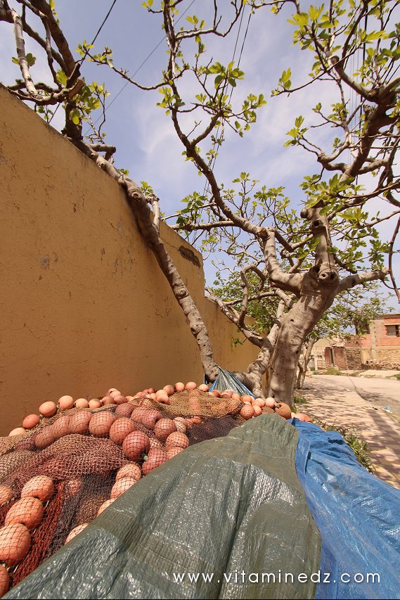 Tenes (W. Chlef) maison d'un pêcheur