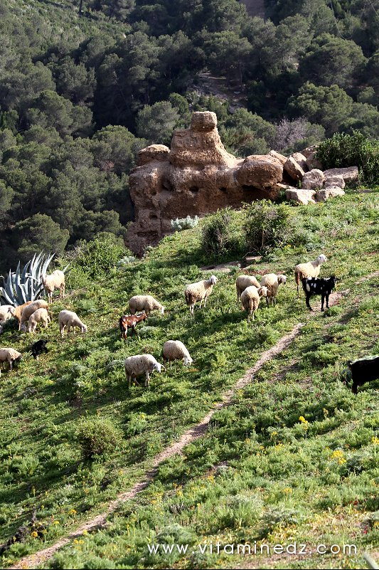 Vieux Tenes (W. Chlef) Bordjs (Tours) et Enceintes, murailles