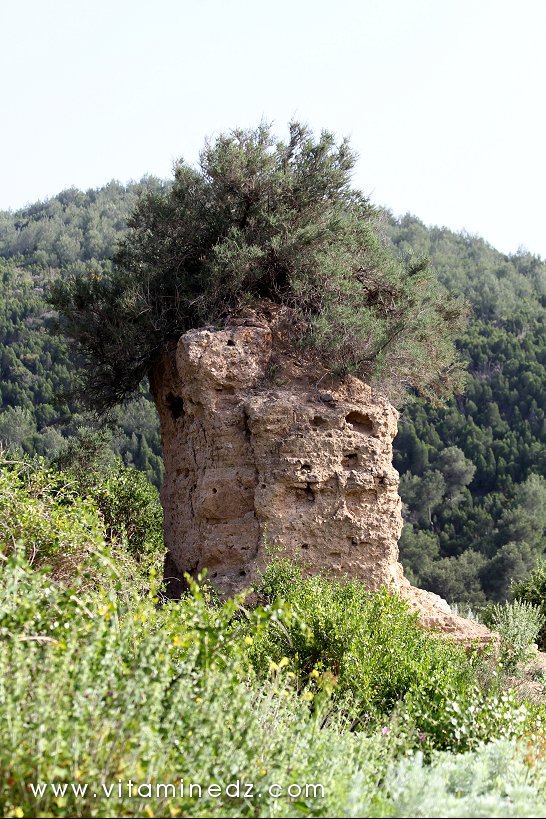 Tenes (W. Chlef) Bordjs (Tours) et Enceintes, murailles