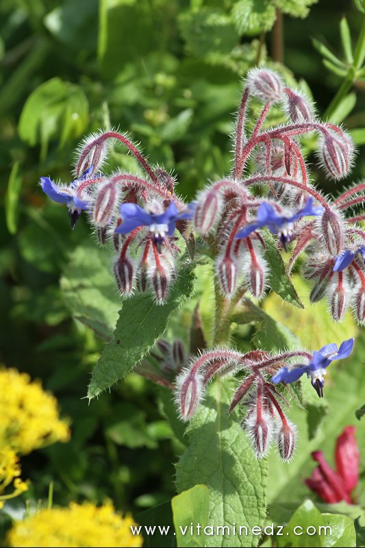 Flore sauvage à Tenes et environs