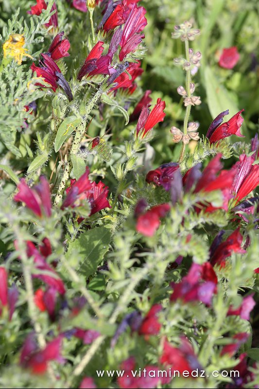 Flore sauvage à Tenes et environs