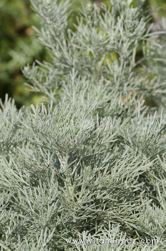 Absinthe, chiba  Flore sauvage à Tenes et environs