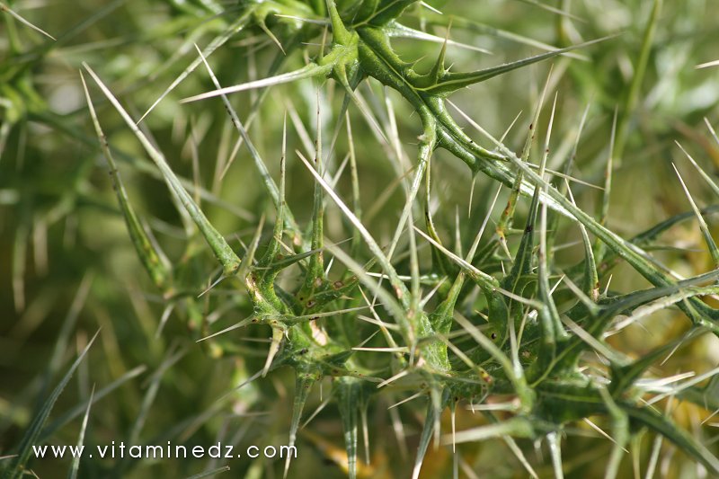 Flore sauvage à Tenes et environs