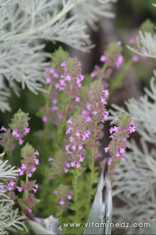 Flore sauvage à Tenes et environs