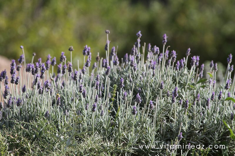 Lavande, Flore sauvage à Tenes et environs