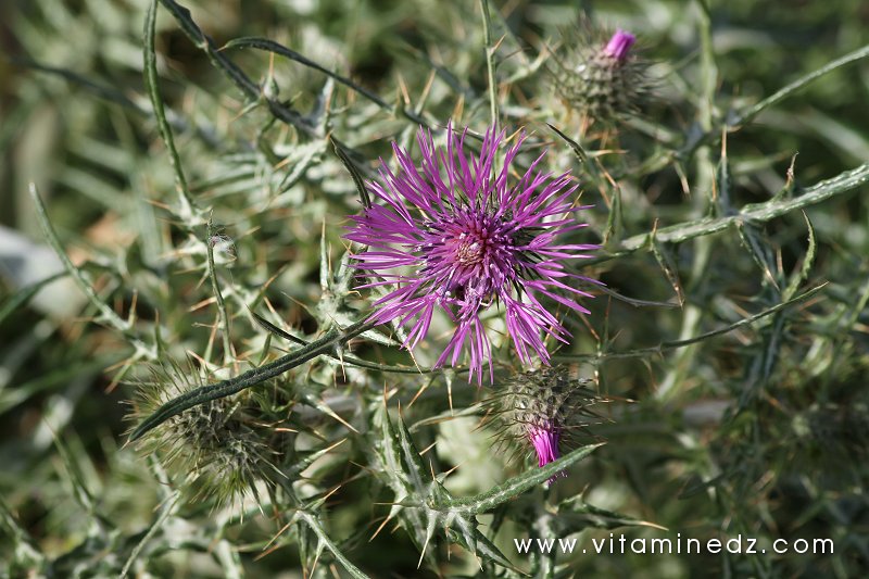 Le chardon Flore sauvage à Tenes et environs