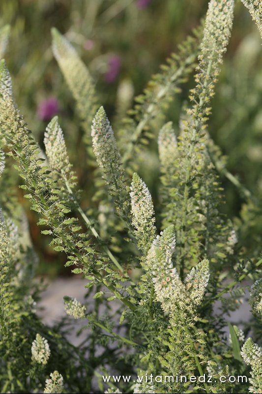 Flore sauvage à Tenes et environs