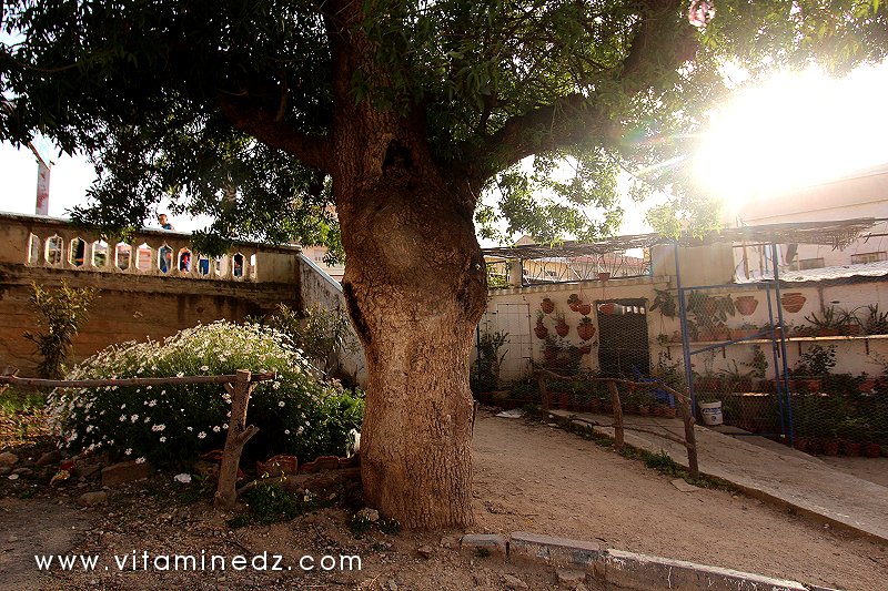 Un fleuriste à Tenes et environs
