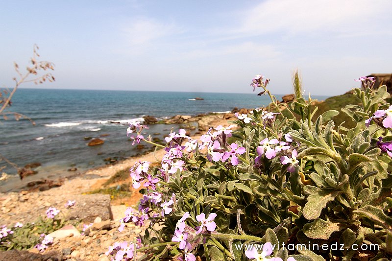 Flore sauvage à Tenes et environs