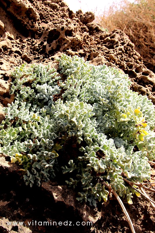Flore sauvage à Tenes et environs