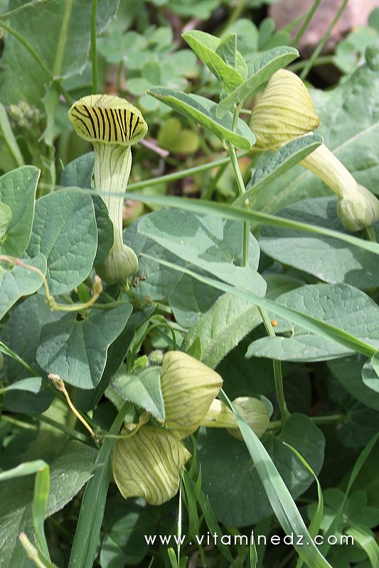 Flore sauvage à Tenes et environs
