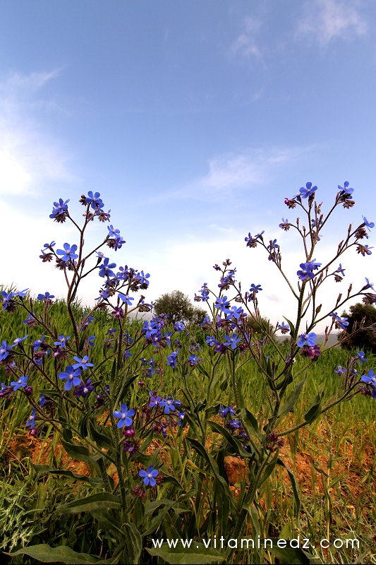 Flore sauvage à Tenes et environs