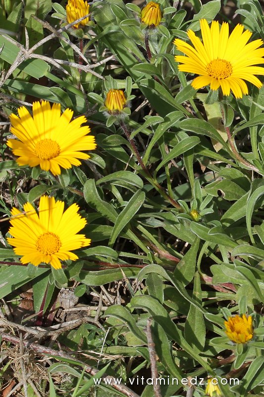 Flore sauvage à Tenes et environs