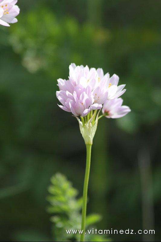 Flore sauvage à Tenes et environs