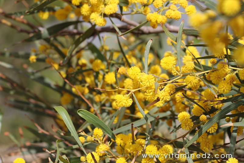 mimosas, Flore sauvage à Tenes et environs