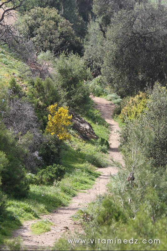 Tenes (W. Chlef) une nature à profusion
