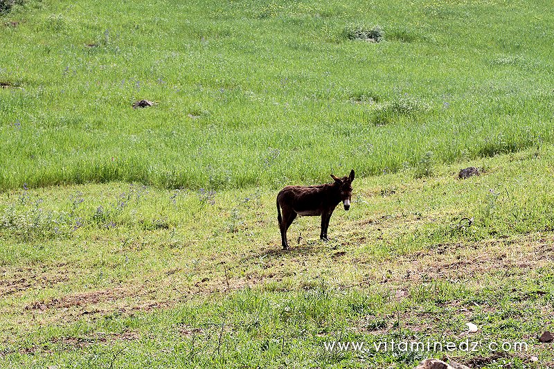 Tenes (W.Chlef) nos amis les bêtes