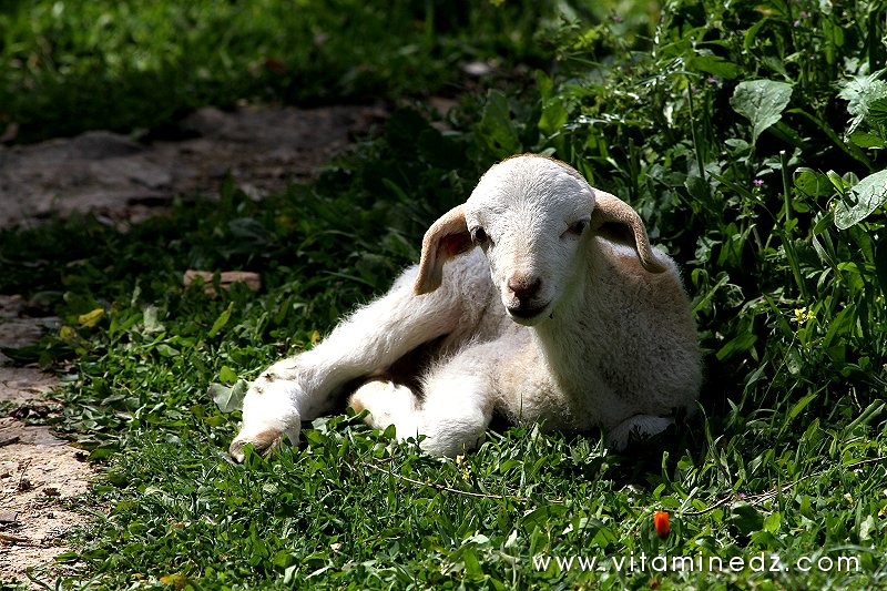 Tenes (W.Chlef) nos amis les bêtes, agneau