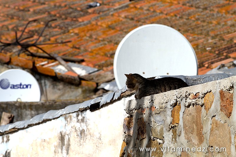 Tenes (W.Chlef) nos amis les bêtes (chat)