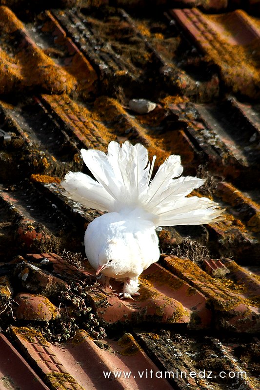 Tenes (W.Chlef) nos amis les bêtes (colombe)