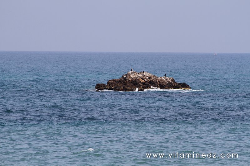 Tenes (W.Chlef) L'ilot et ses canards d'eau