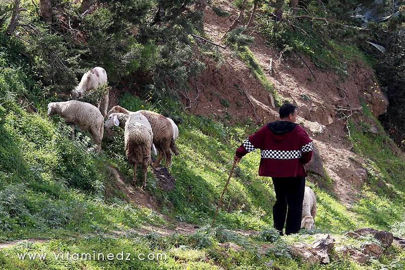 Tenes (W.Chlef) berger