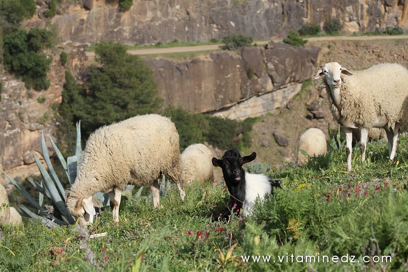 Tenes (W.Chlef) nos amis les bêtes, moutons, chèvres