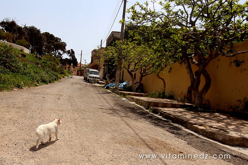 Tenes (W.Chlef) nos amis les bêtes