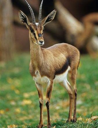MASCARA -  La gazelle de l'Atlas réintroduite dans «La mare d'eau»