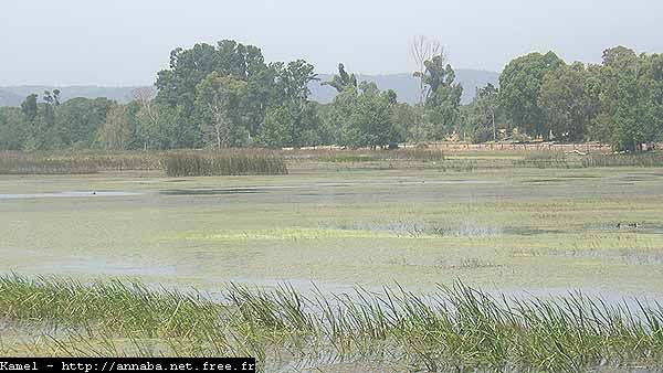 El-Kala - Trente millions de dinars pour aménager l’arboretum du lac Tonga