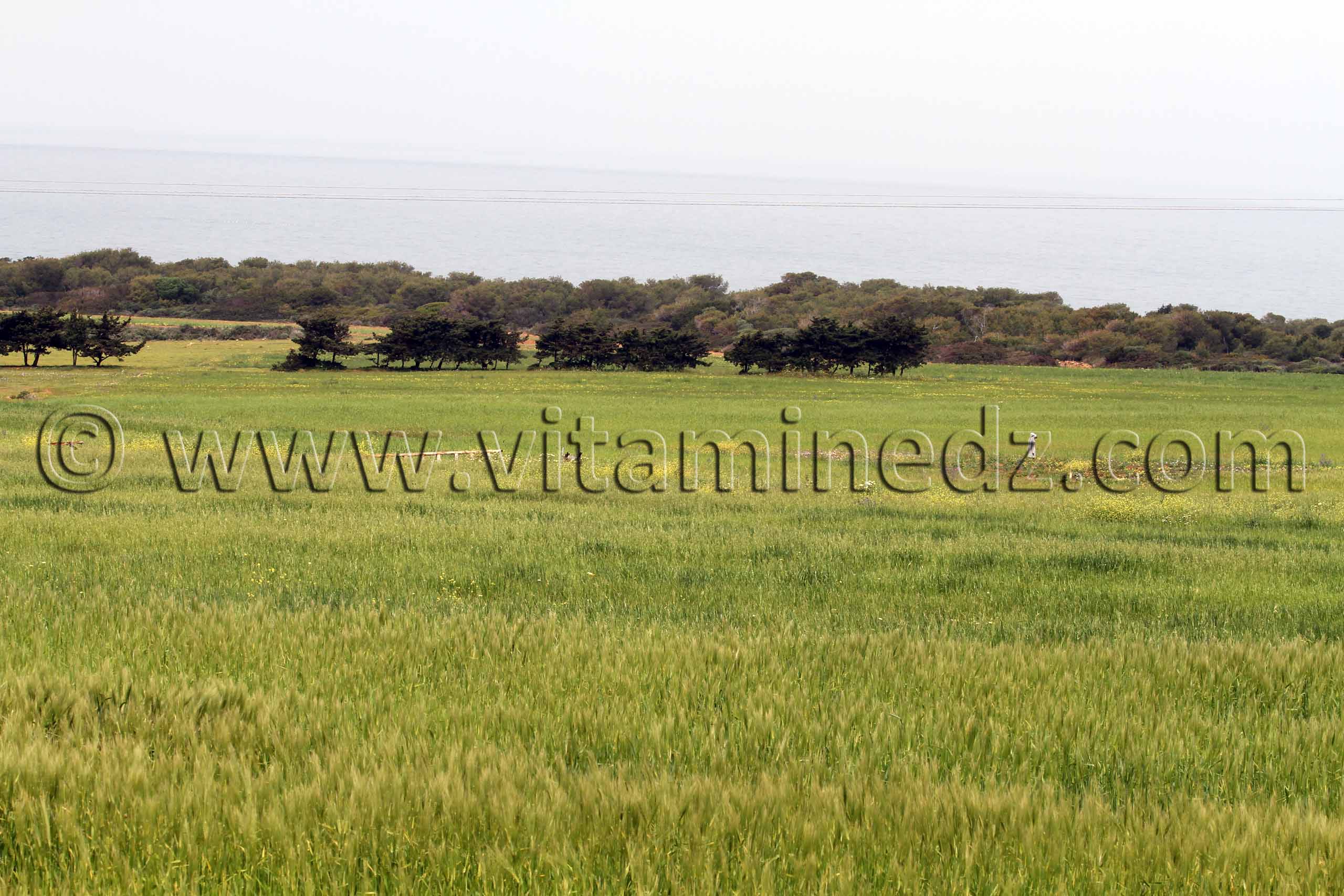 Plaines en bord de mer, Commune El Mersa (W. Chlef)