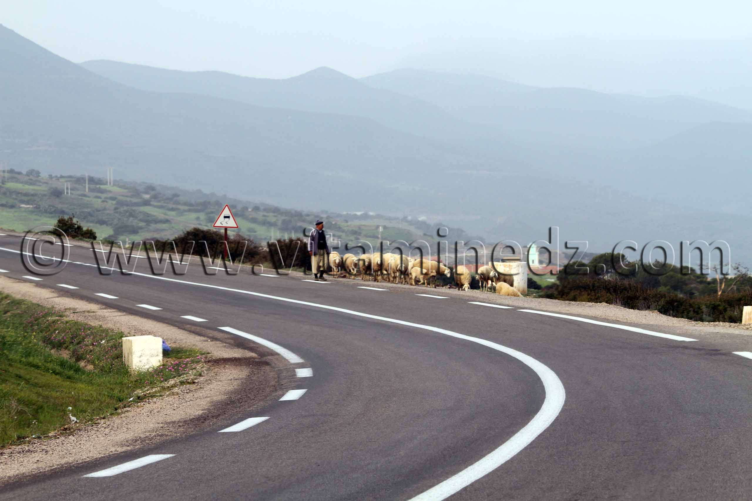 Berger, Commune de Sidi Abderrahmane (W. de Chlef)