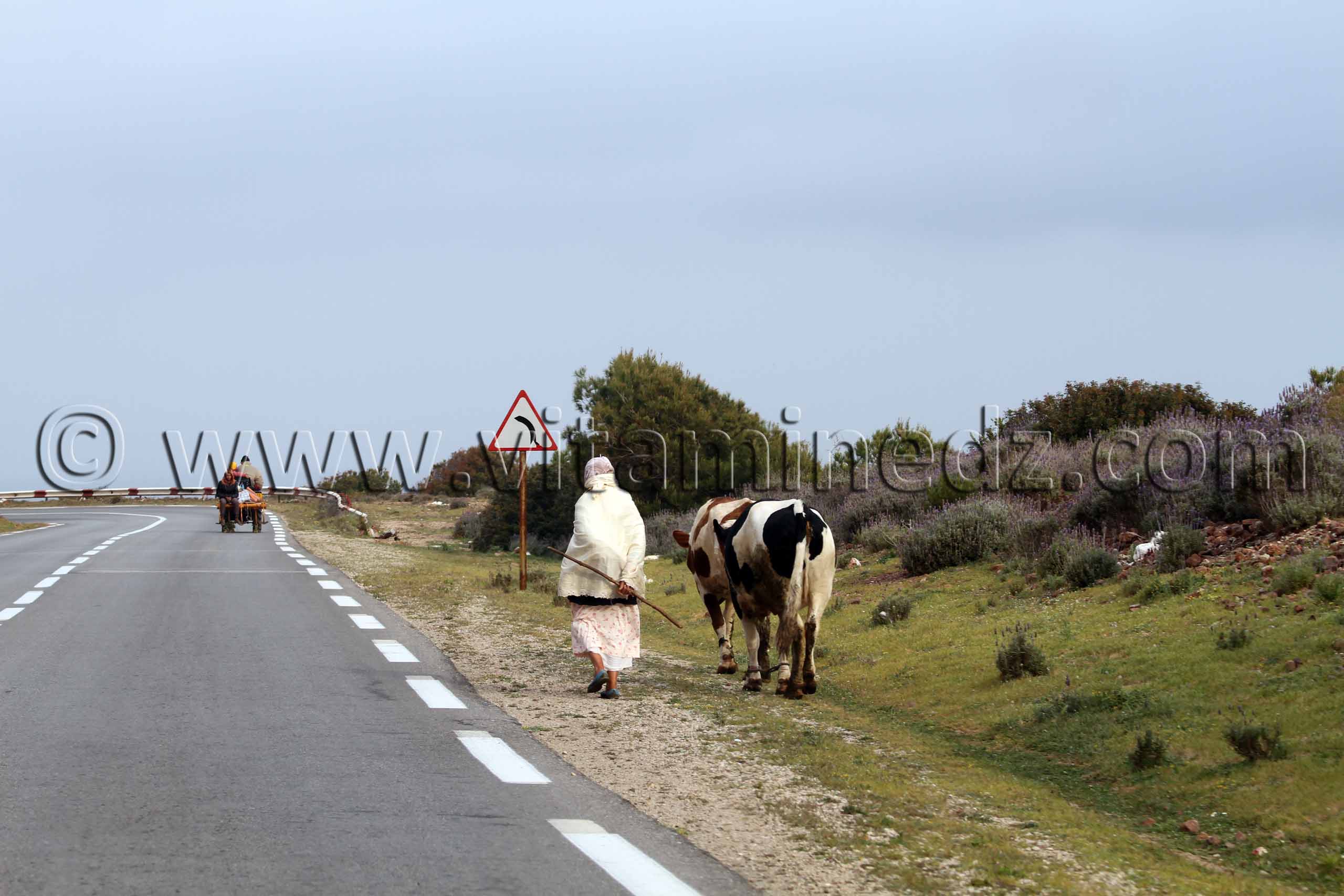 Bergère Sidi Abderrahmane (W. de Chlef)