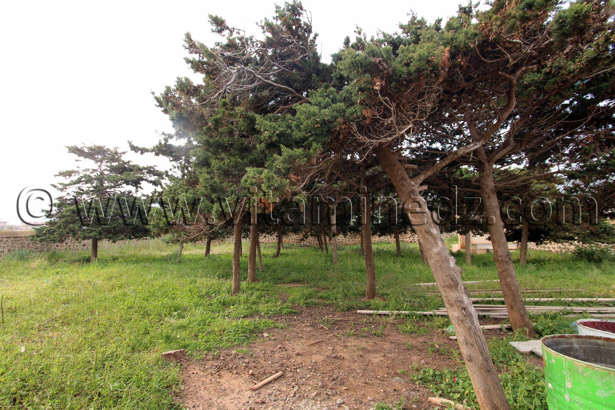 Cimetère chrétien de Sidi Abderrahmane (W. de Chlef)