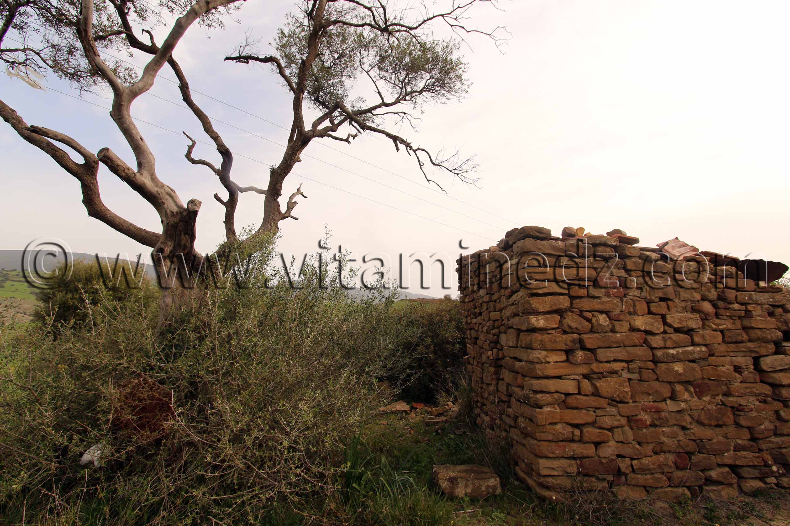 Tombe de Sidi Ahmed Benziane à Tafraout (Commune Abou El Hassan, W. Chlef)