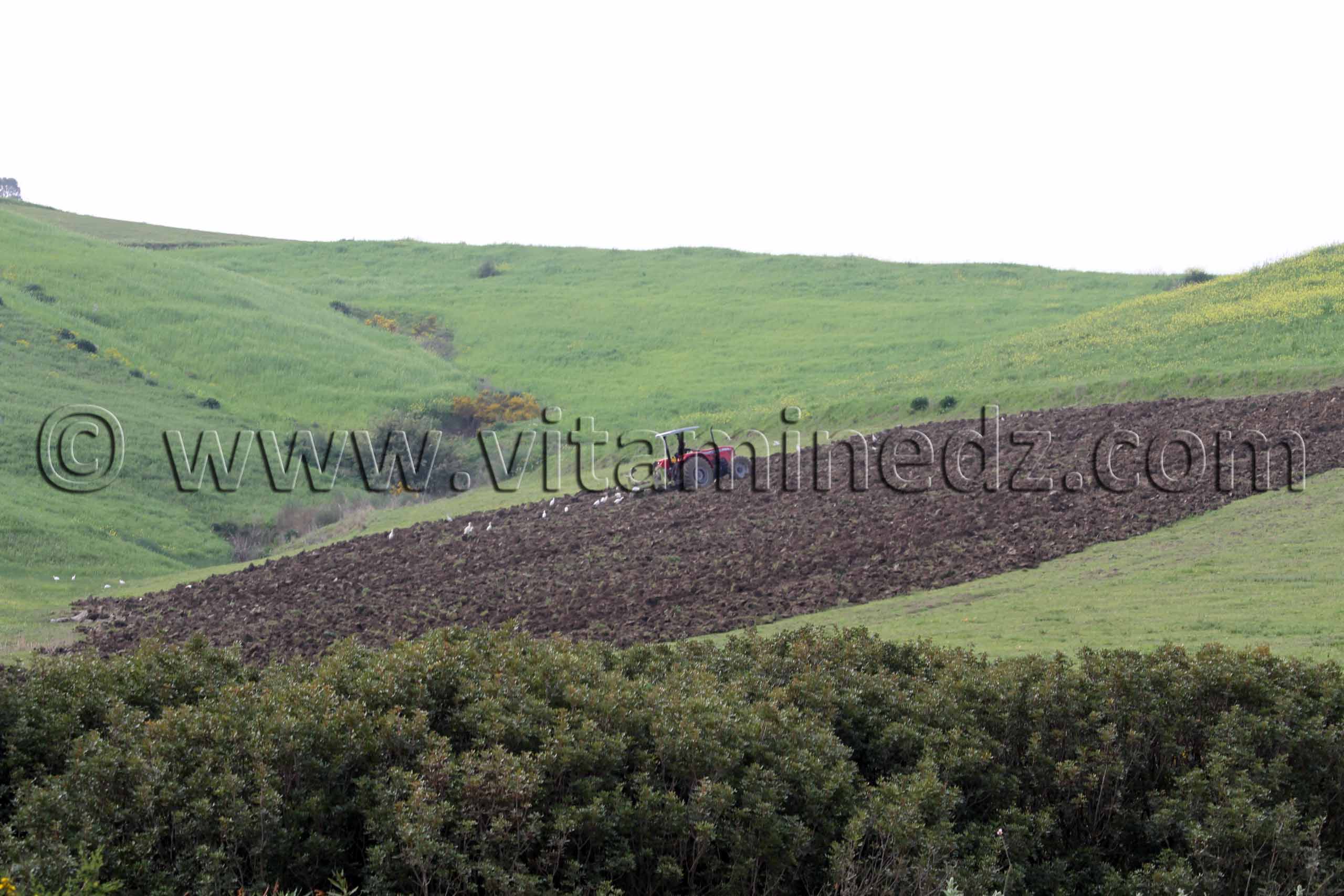 Champs et paturages à Tafraout (Commune Abou El Hassan, W. Chlef)