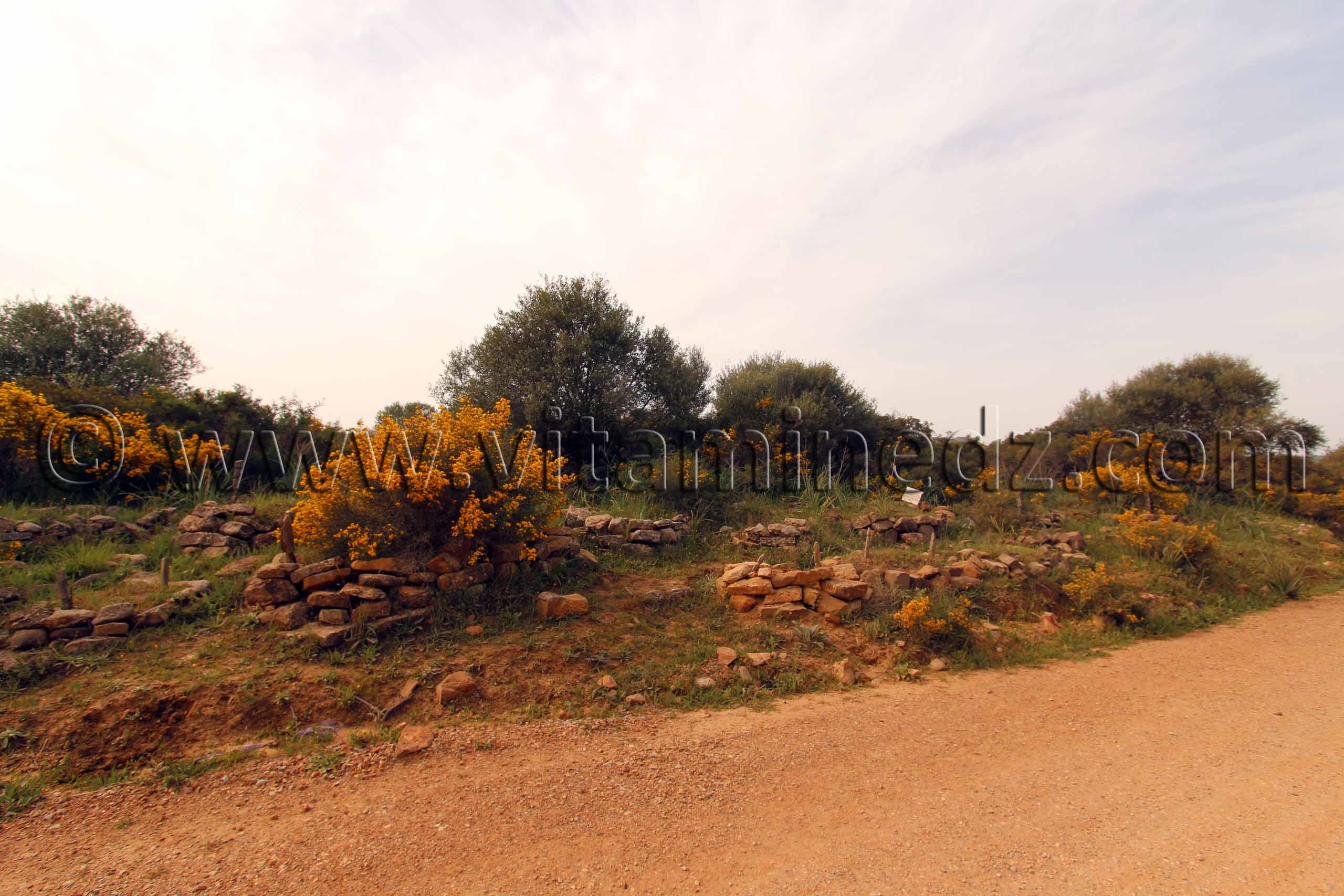 Ville romaine inconnue enfouie sous le Cimetière de Sidi Ali Ben Aliya à Tafraout (Commune Abou El Hassan, W. Chlef)
