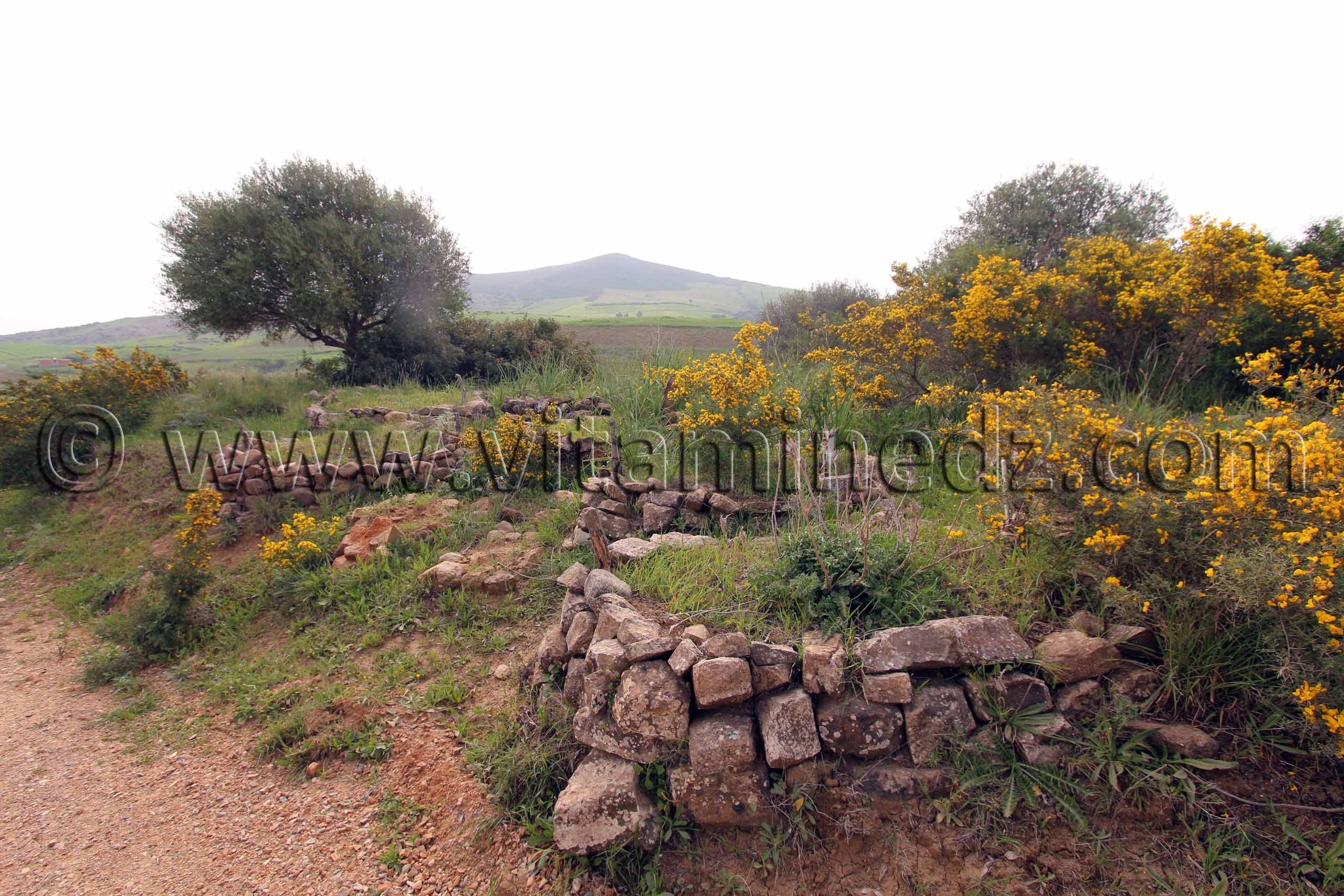 Ville romaine inconnue enfouie sous le Cimetière de Sidi Ali Ben Aliya à Tafraout (Commune Abou El Hassan, W. Chlef)