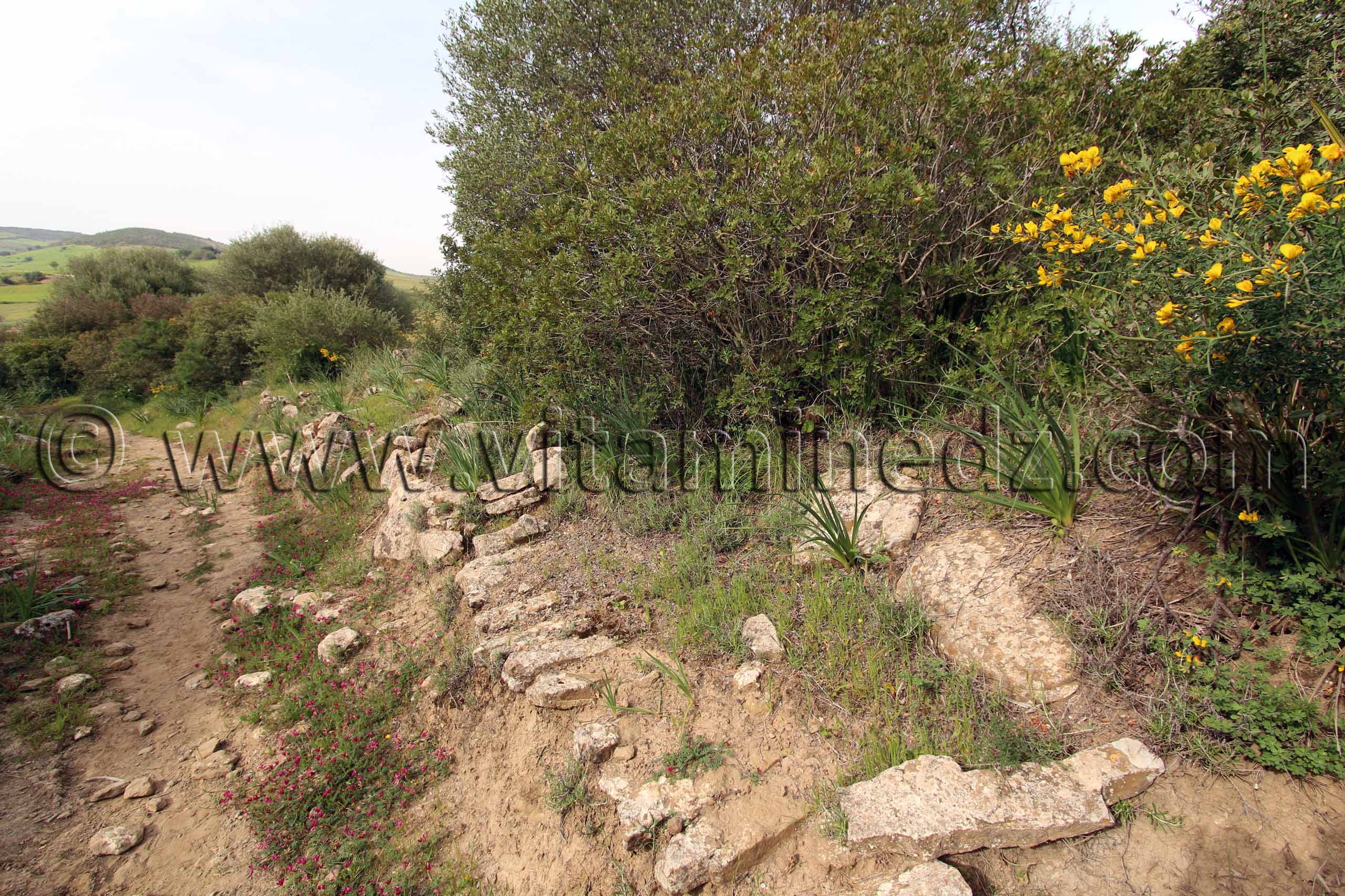 Ville romaine inconnue enfouie sous le Cimetière de Sidi Ali Ben Aliya à Tafraout (Commune Abou El Hassan, W. Chlef)