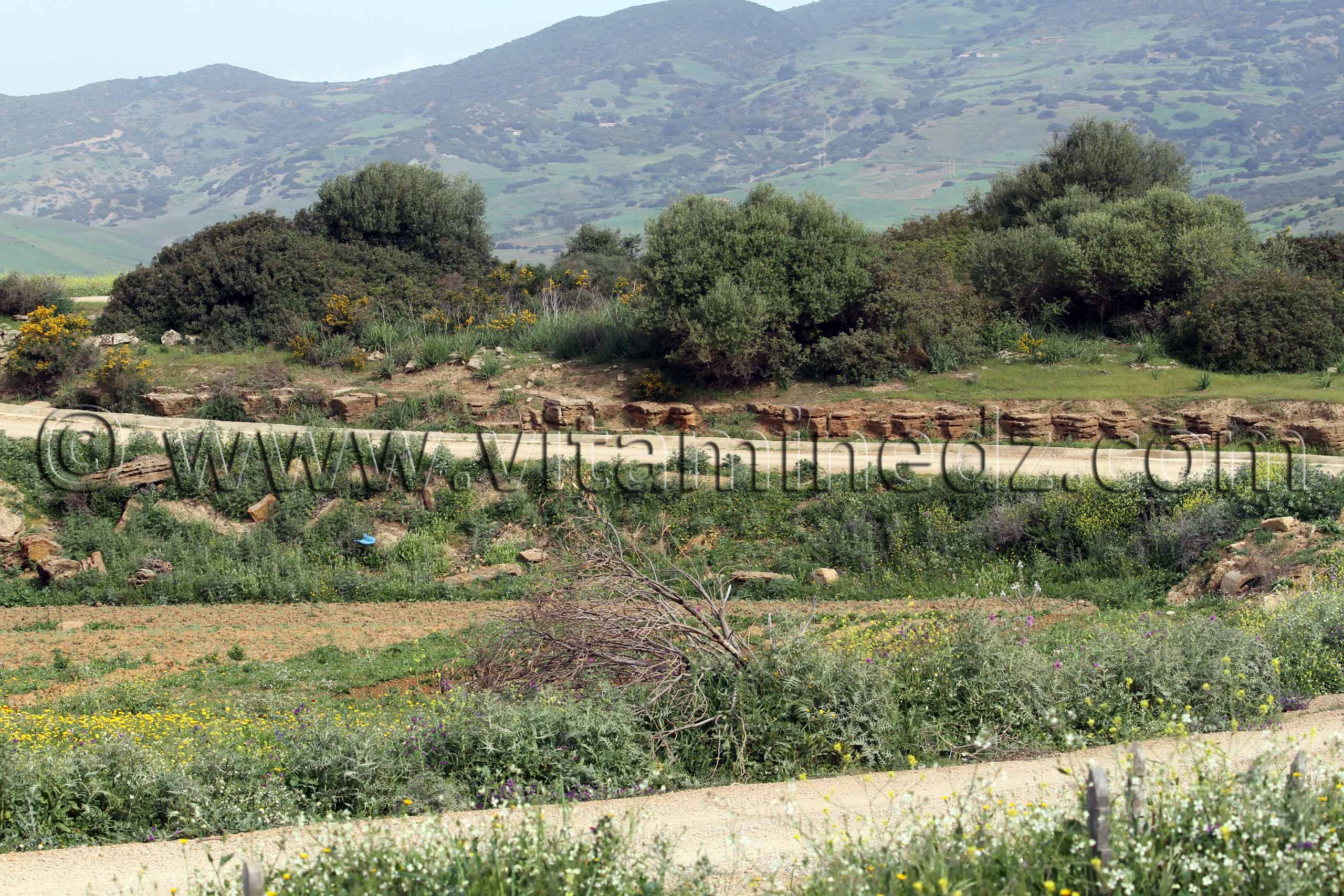 Ville romaine inconnue enfouie sous le Cimetière de Sidi Ali Ben Aliya à Tafraout (Commune Abou El Hassan, W. Chlef)