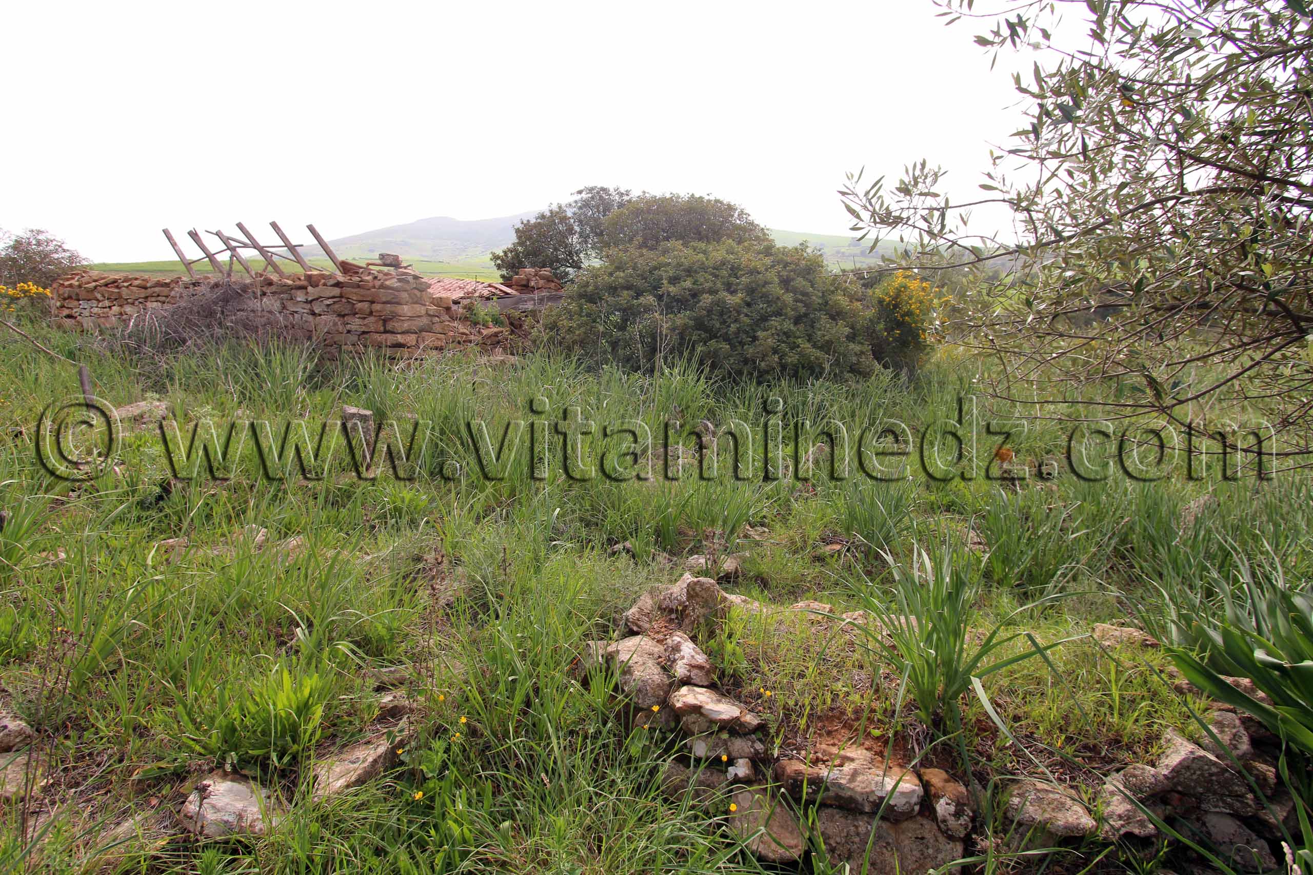 Ville romaine inconnue enfouie sous le Cimetière de Sidi Ali Ben Aliya à Tafraout (Commune Abou El Hassan, W. Chlef)