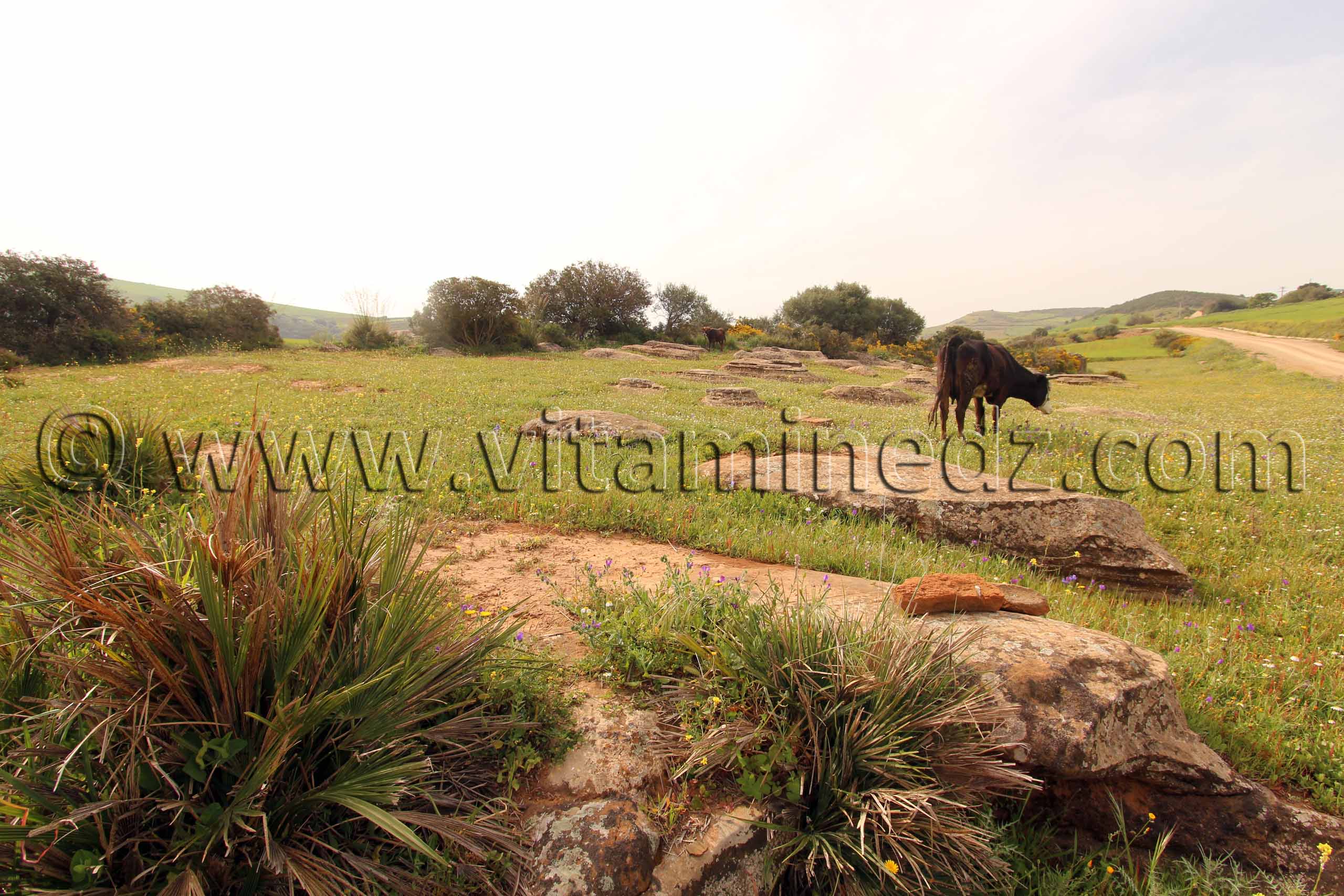 Ville romaine inconnue enfouie sous le Cimetière de Sidi Ali Ben Aliya à Tafraout (Commune Abou El Hassan, W. Chlef)