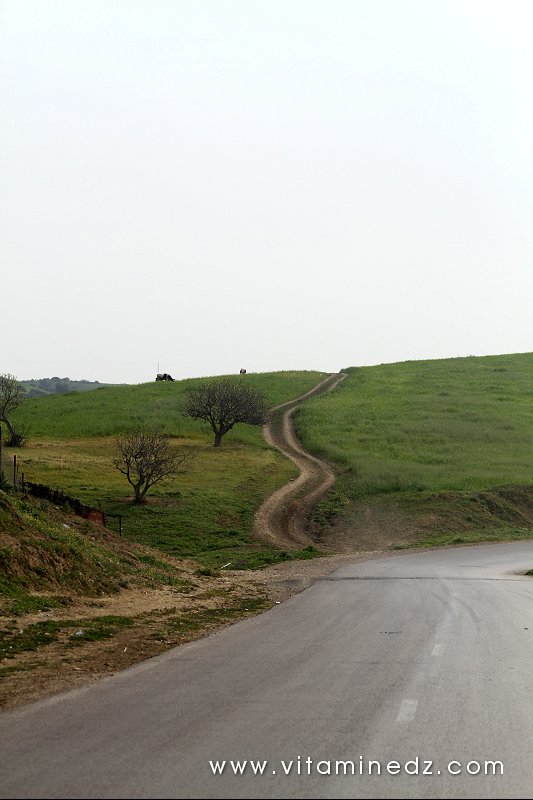 Paturages de Ghbel (Commune Talassa, W. Chlef)