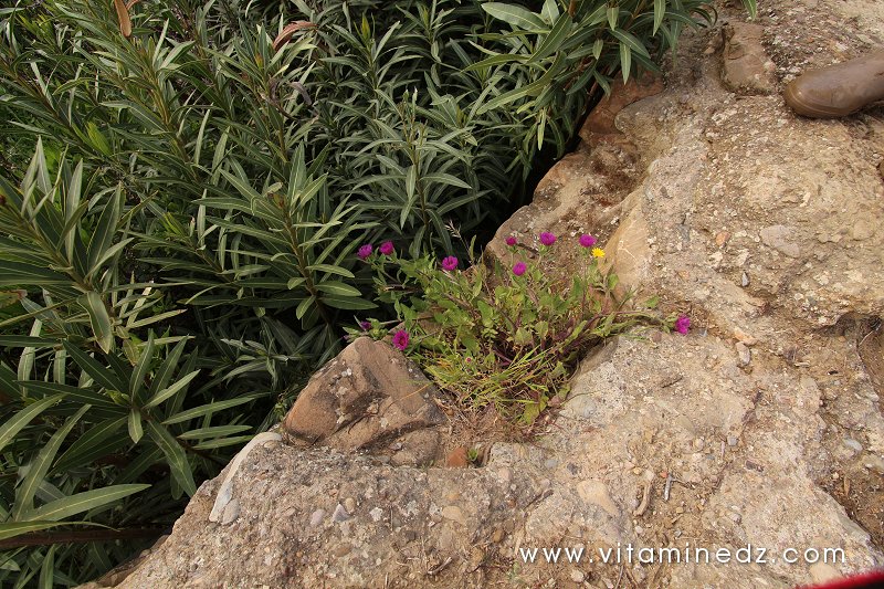 Aqueduc de Ghbel, vestiges romains (Commune Talassa, W. Chlef) ou ce qu'il en reste