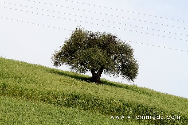 Champs de blé et olivier de Ghbel (Commune Talassa, W. Chlef)