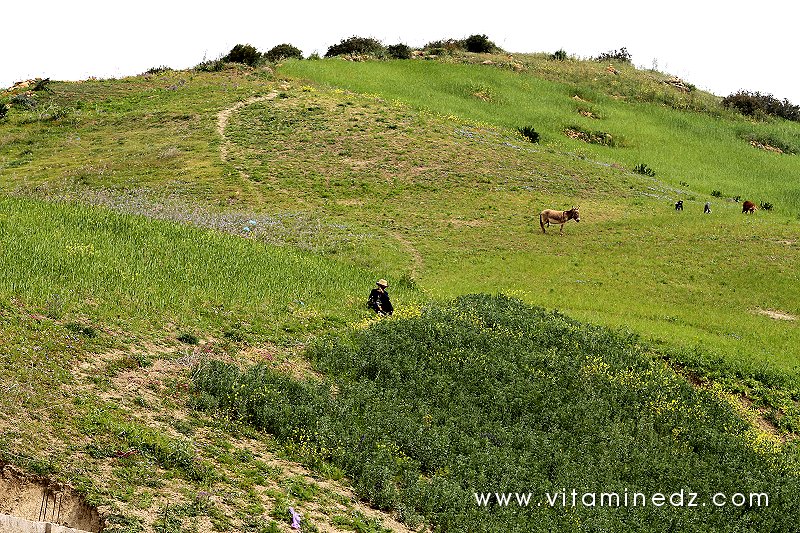 Champs à Boukirate, une bourgade tranquille dans la commune de Talassa (W. Chlef)