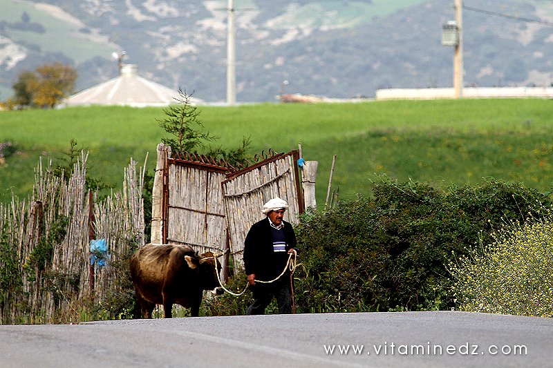 Bovins à Boukirate, commune de Talassa (W. Chlef)