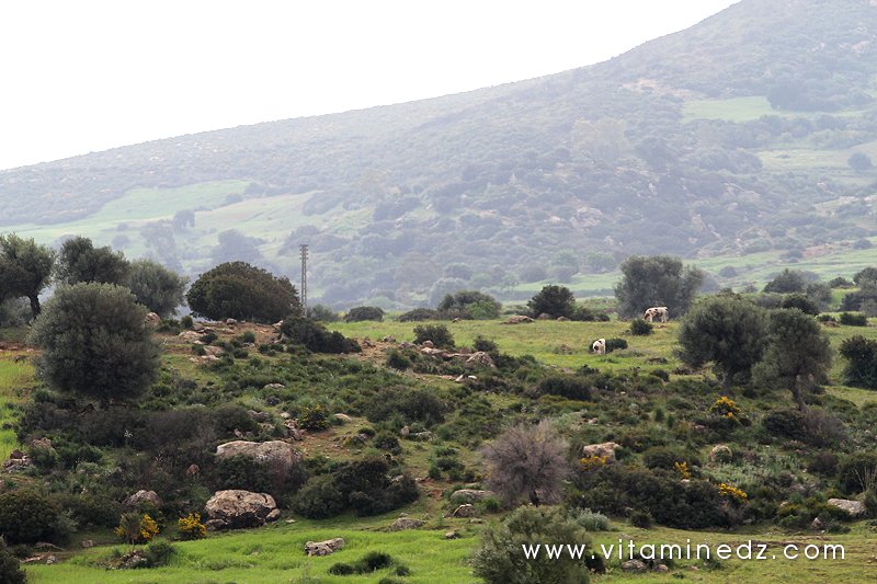 Tombeaux de l'époque romaine au cimetière de Sidi Mohamed Benziane à Boukirate (commune de Talassa, Wilaya de Chlef)