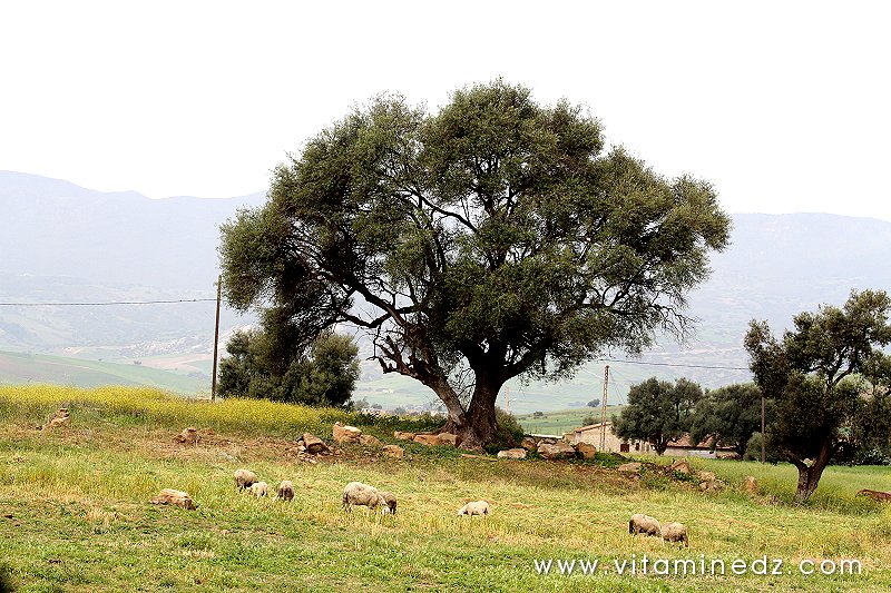 Vestiges romains du palais de Boukirate (Commune Talassa) aujourd'hui disparu